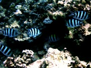 RIMG0095