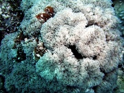 RIMG0135