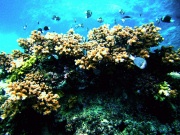 RIMG0118