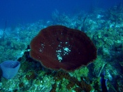 RIMG5829