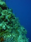 RIMG5954