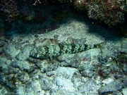 RIMG3613