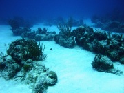 RIMG1161 (2)