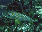 RIMG1176 (crop)