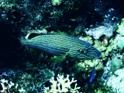 RIMG1369 (3)
