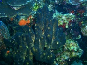 RIMG3146