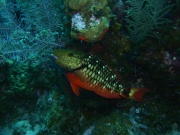 RIMG3274