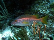 RIMG3285