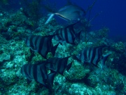 RIMG3366
