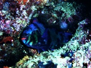 RIMG0320