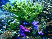 RIMG0334