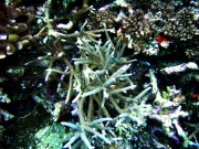 RIMG0338