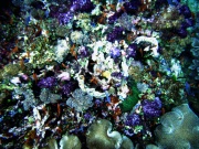 RIMG0358