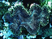 RIMG0375
