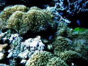 RIMG0382