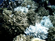 RIMG0385
