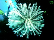RIMG0390