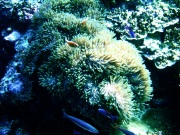 RIMG0398