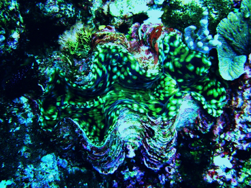 RIMG0509_crop