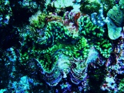 RIMG0509_crop