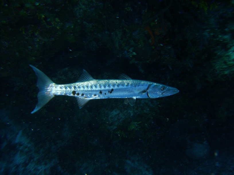 RIMG0666