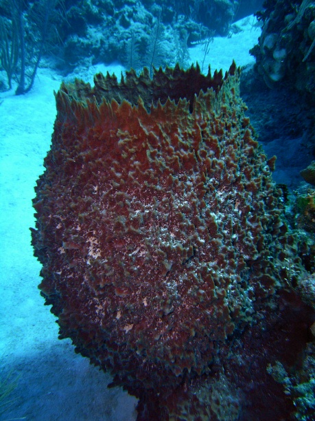 RIMG0708
