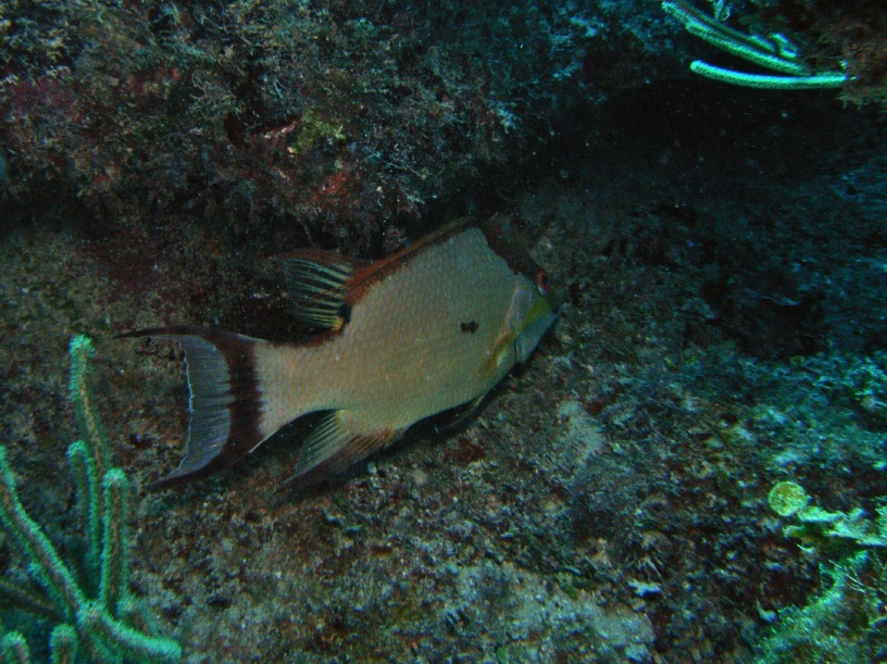 RIMG2453