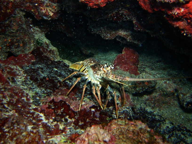 RIMG2518