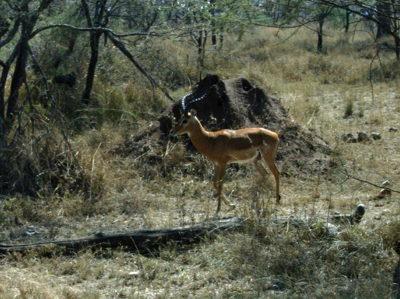 RIMG4145 copy