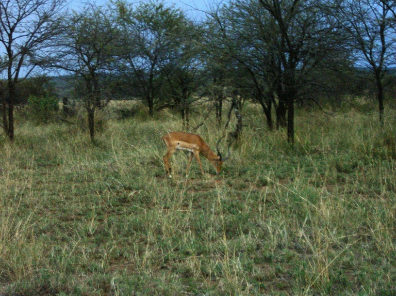 RIMG4245 copy