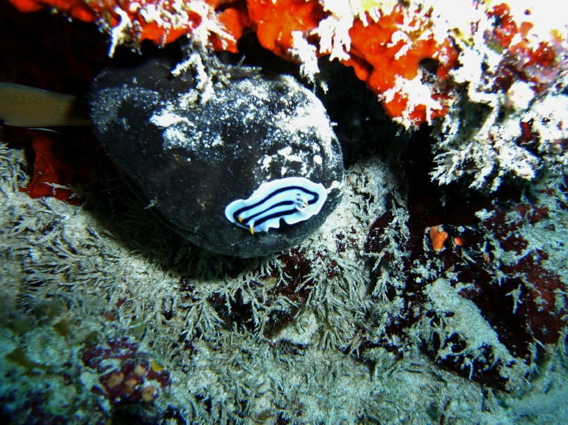 RIMG4329 copy