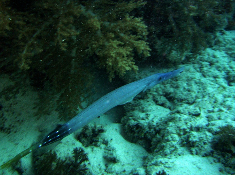 RIMG4331 copy