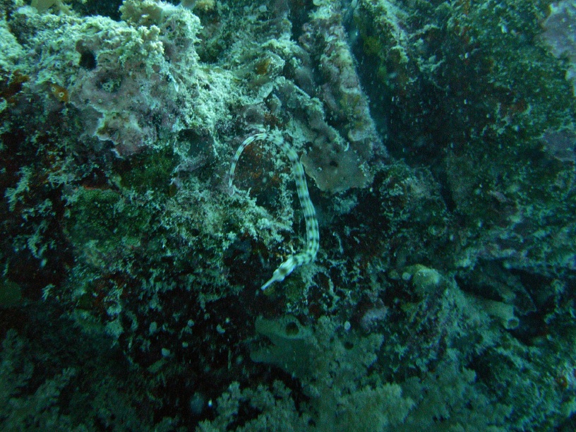 RIMG4334 copy
