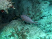 RIMG4295 copy