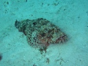 RIMG4292 copy