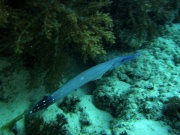 RIMG4331 copy