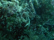 RIMG4334 copy
