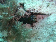 RIMG4338 copy