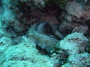RIMG4343 copy