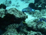 RIMG4356 copy
