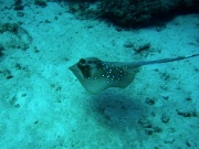 RIMG4363 copy