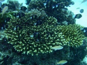 RIMG4370 copy