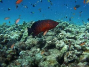 RIMG4352 copy