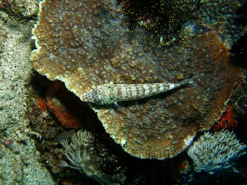 RIMG4547