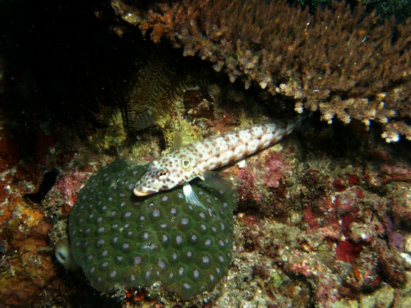 RIMG4557