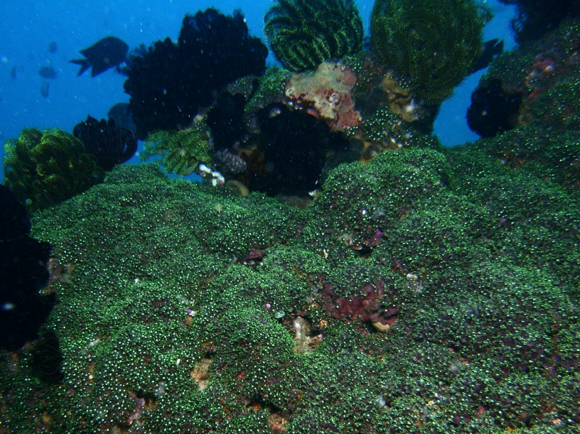 RIMG4571
