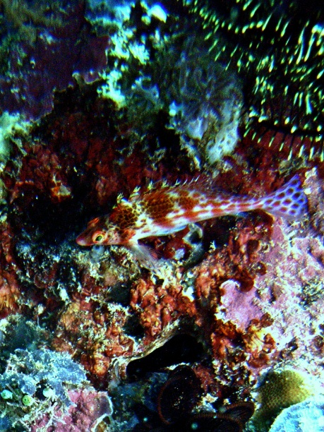 RIMG4611