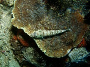 RIMG4547