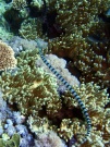 RIMG4594