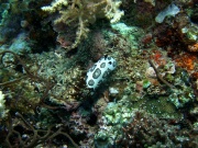 RIMG4607